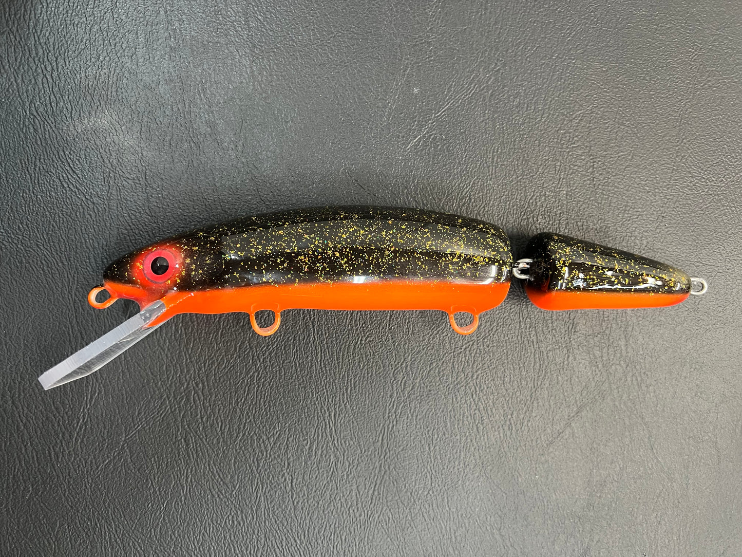 Midnight Shiner - Orange Belly - 9JC