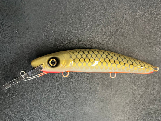 Gold Sucker - Orange Belly - 9H