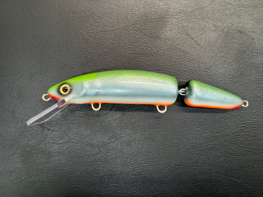 High Back Shiner - Orange Belly - 9JC