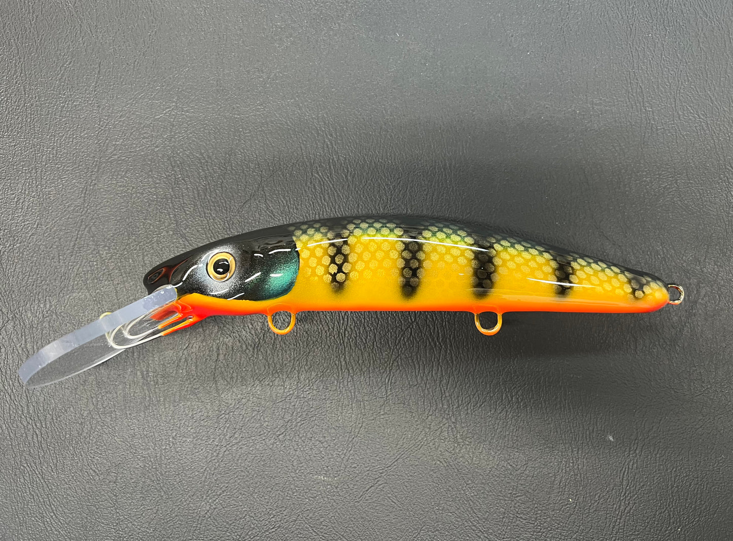 Emerald Perch - Orange Belly - 9H