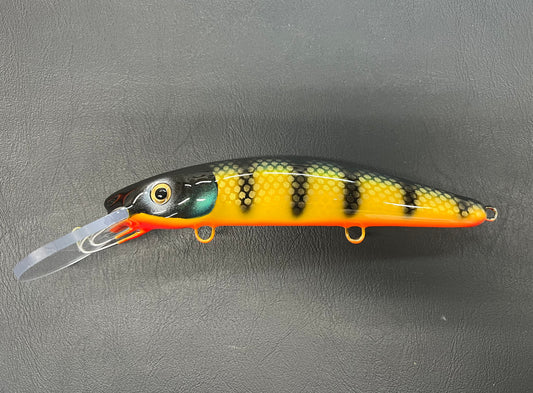 Emerald Perch - Orange Belly - 9H