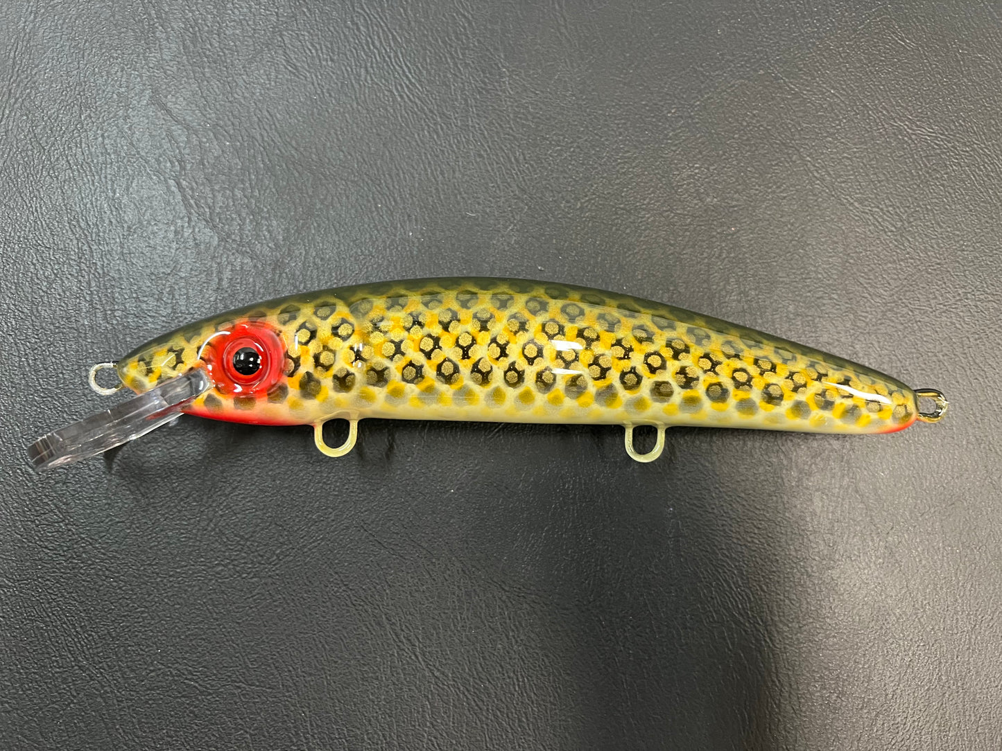 St. Lawrence - Cream Belly - 9CP