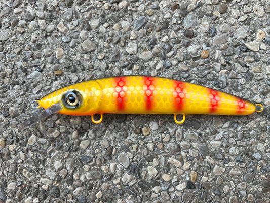 Red Bar Perch - Yellow Belly - 9CP