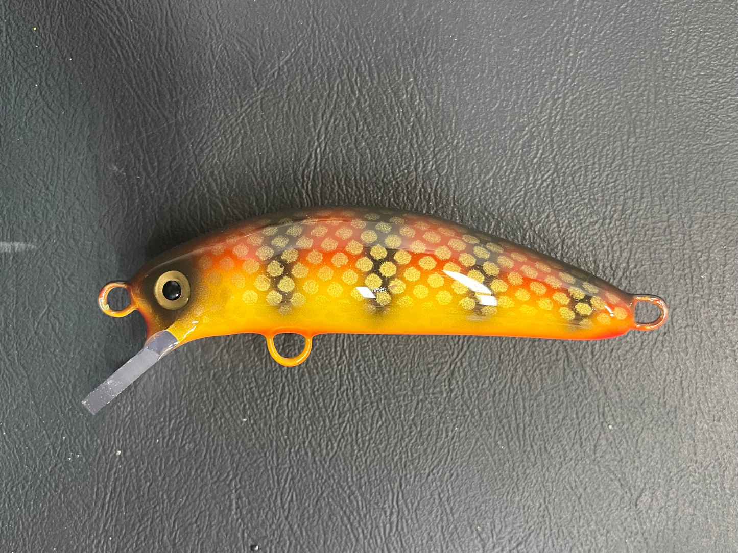 Chocolate Walter - Orange Belly - 5SC