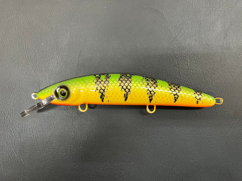 Chaulky Perch - Orange Belly - 9CP