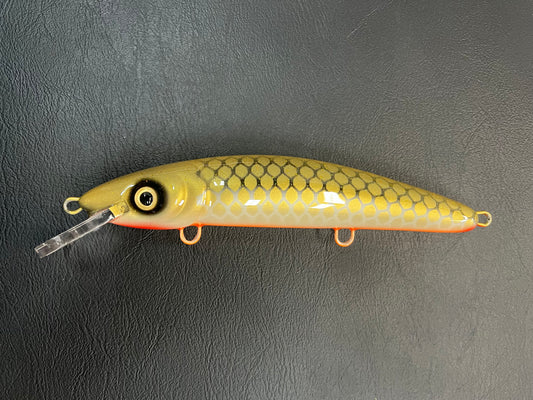 Gold Sucker - Orange Belly - 9CP