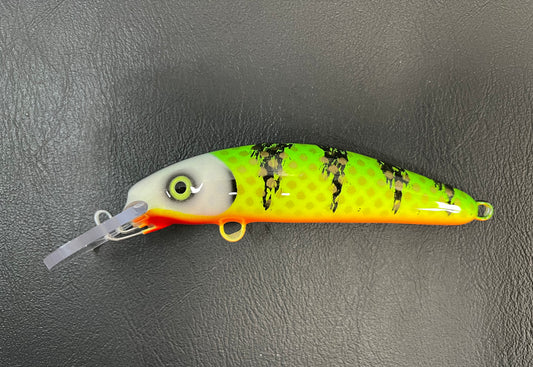 Pale Face Hot Perch - Orange Belly - 6H