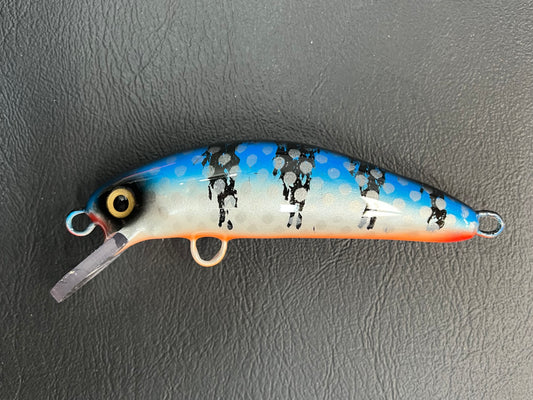 Smurf Perch - Orange Belly - 5SC