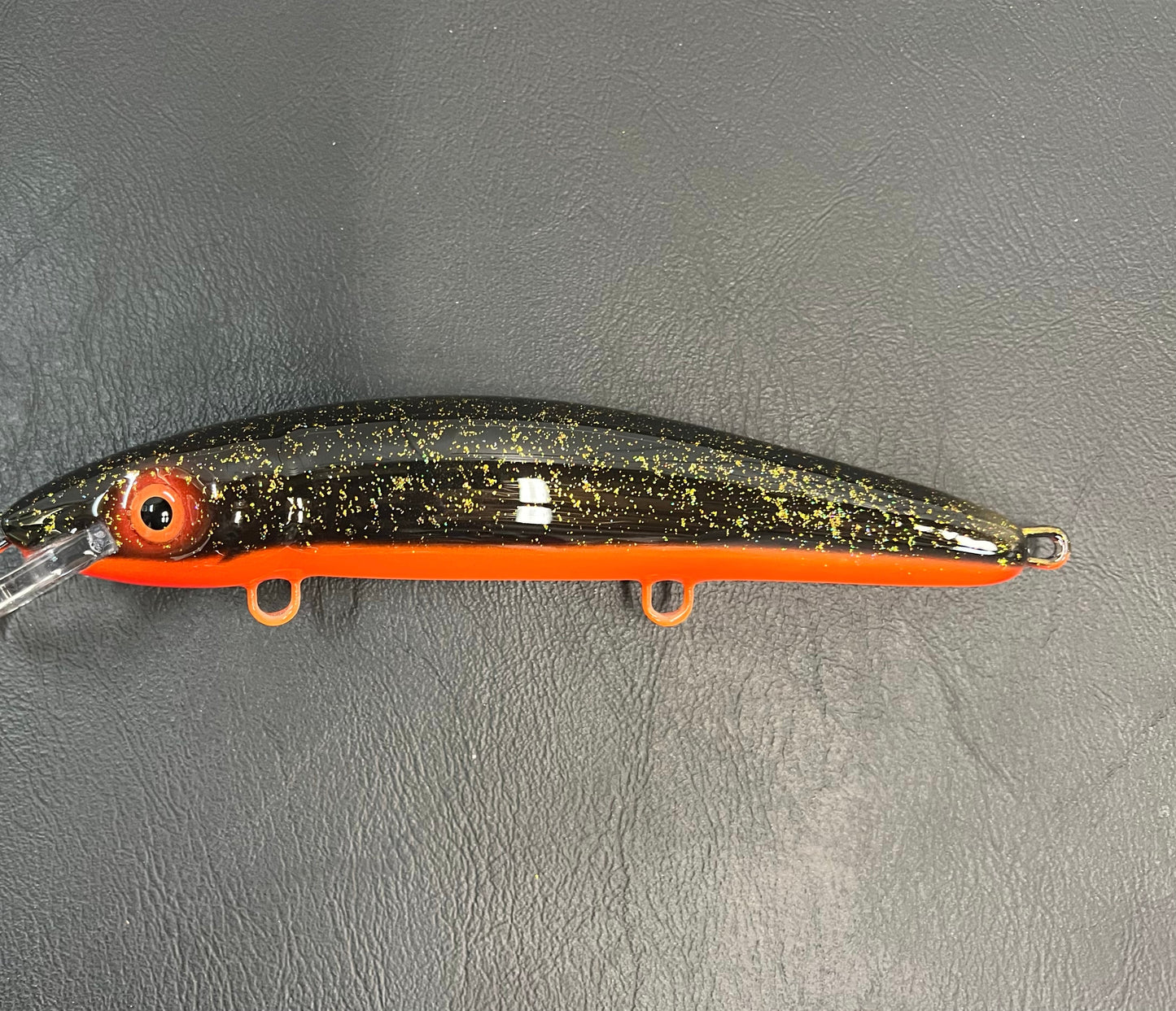 Midnight Shiner - Orange Belly - 9H