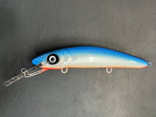 50# Blue - Orange Belly - 9H