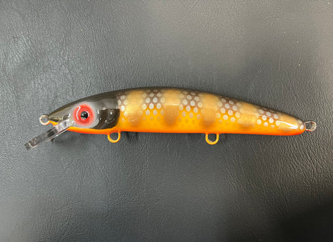 Mud Puppy - Orange Belly - 9CP