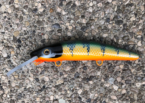 Michigan Perch - Orange Belly - 9H