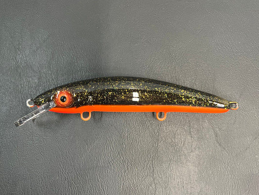 Midnight Shiner - Orange Belly - 9CP