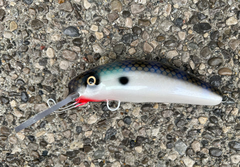 Shimmering Shad - Pearl Belly - 6FH
