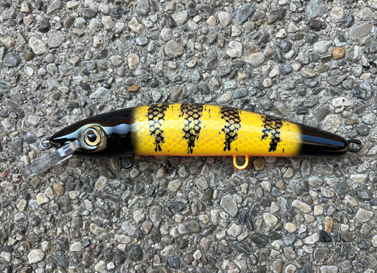 Okoboji Perch - Orange Belly - 9CP