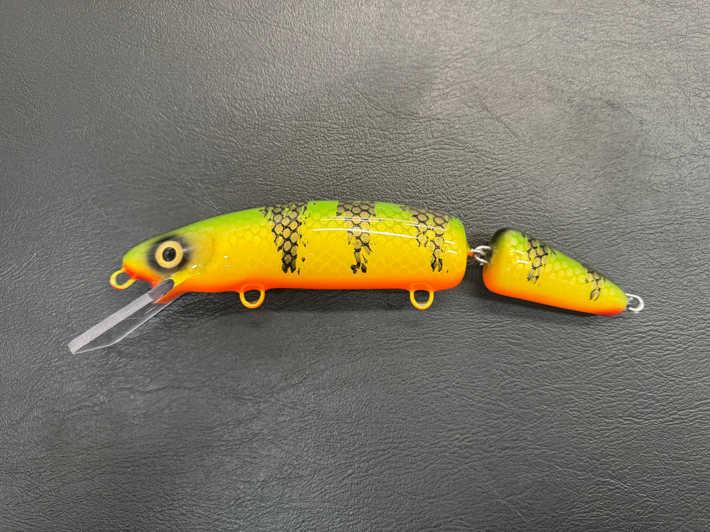 Chalky Perch - Orange Belly - 9JC