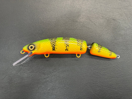 Chalky Perch - Orange Belly - 9JC