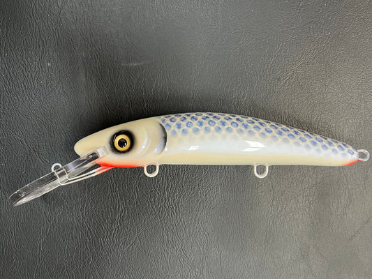 Skeleton Cisco - White Belly - 9H