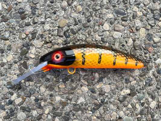 Brown Perch - Orange Belly - 6H