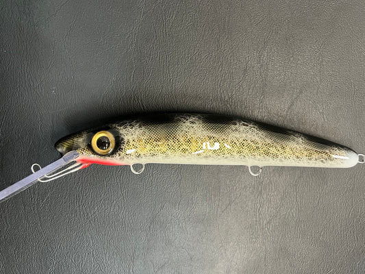 Black Walleye - White Belly - 12H
