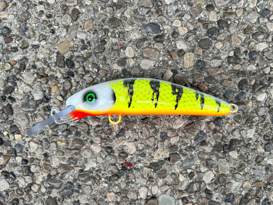 Pale Face Perch - Orange Belly - 6H