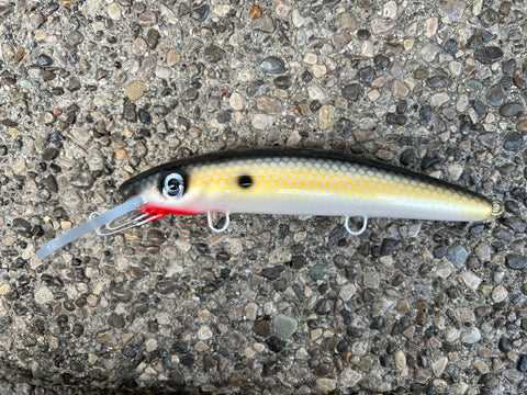 Gizzard Shad - Pearl Belly - 9H