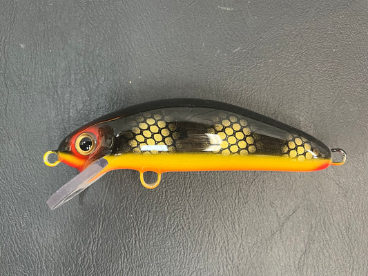 Black Perch - Orange Belly - 6SC