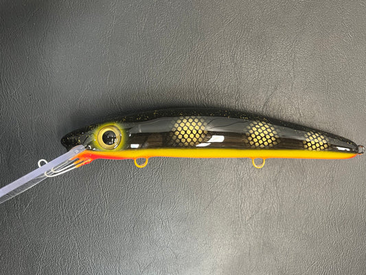 Black Perch - Orange Belly - 12H