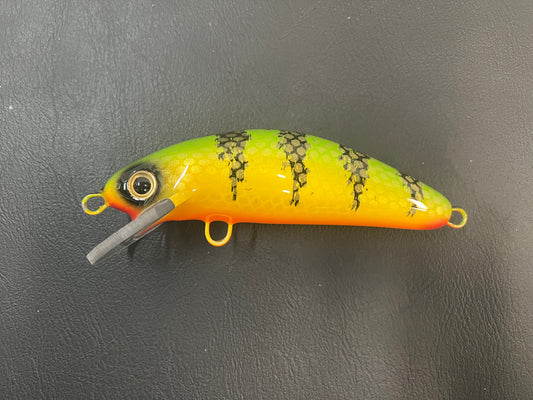 Chalky Perch - Orange Belly - 6SC