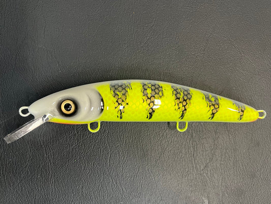 Pale Face Perch - White Belly - 9CP