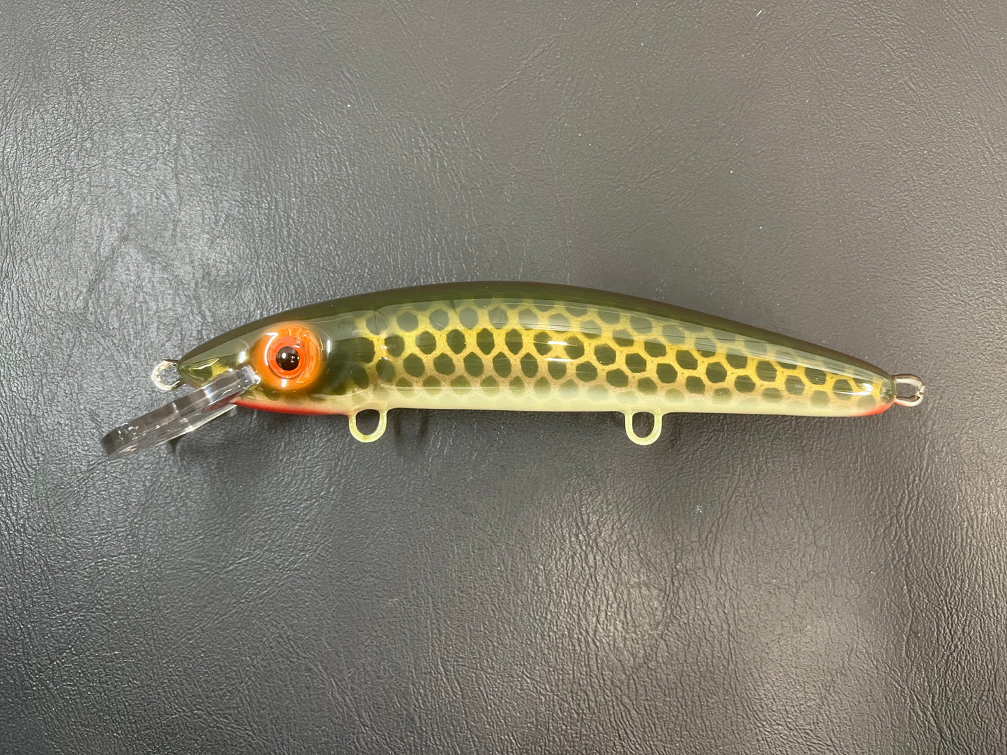 Bronze Sucker - Cream Belly - 9CP