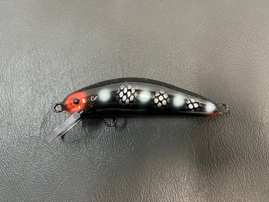 Imposter Perch - Black Belly - 5SC