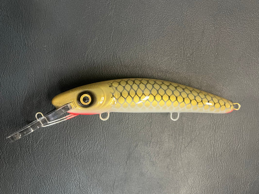 Gold Sucker - White Belly - 9H