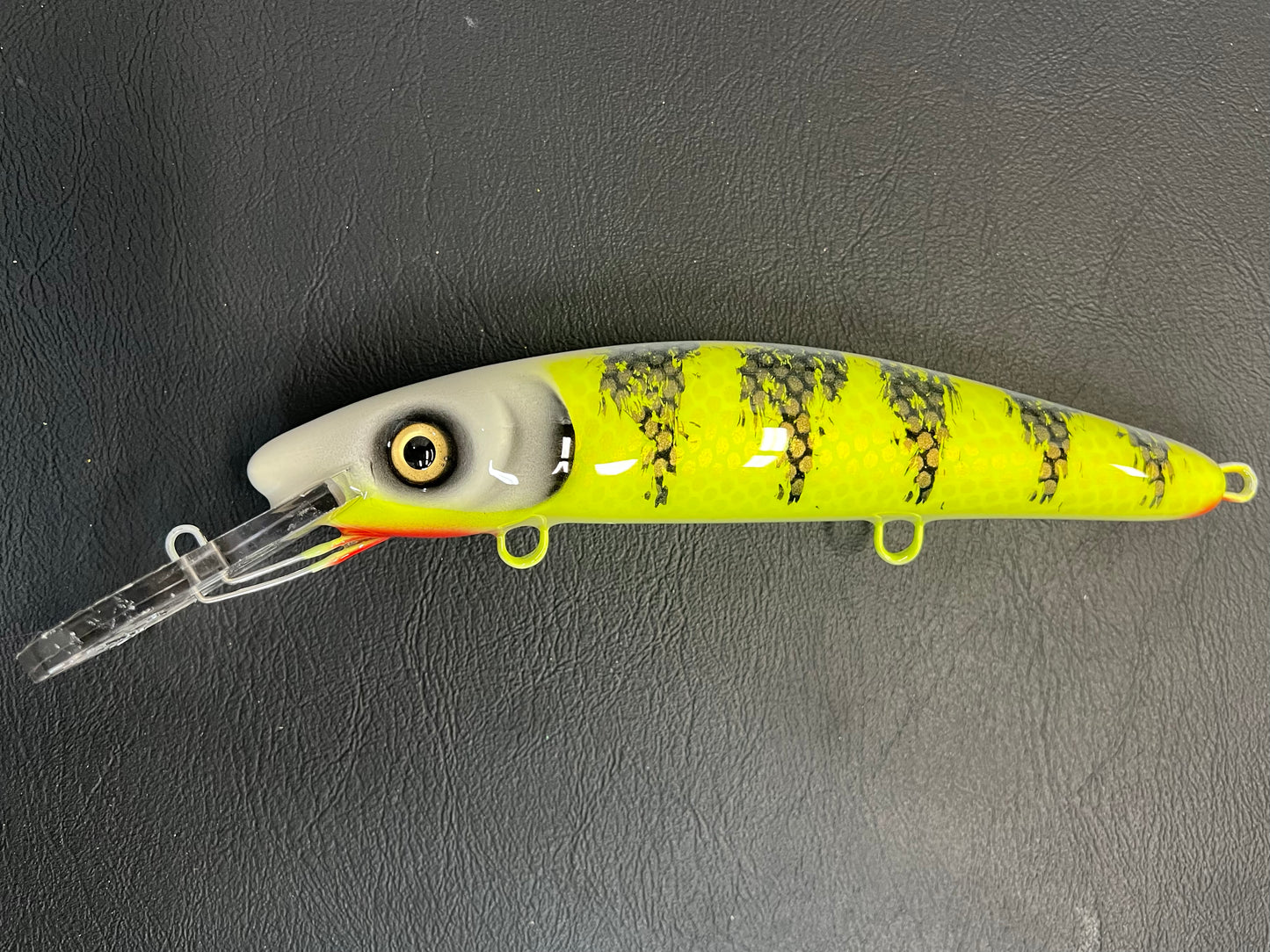 Pale Face Perch - White Belly - 9H