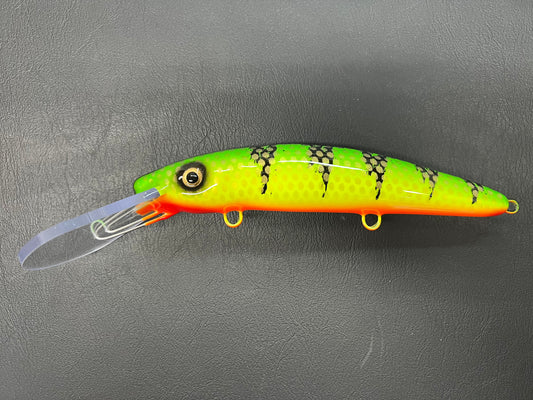 Hot Perch - Orange Belly - 9X