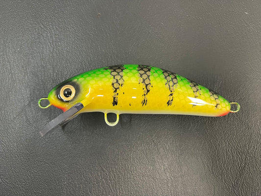 Ambiguous Perch - White Belly - 6SC
