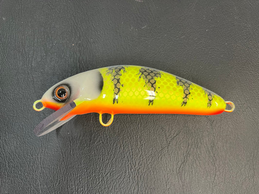 Pale Face Perch - Orange Belly - 6SC