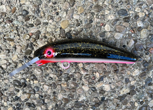 Night Shiner - Pink Belly - 6H