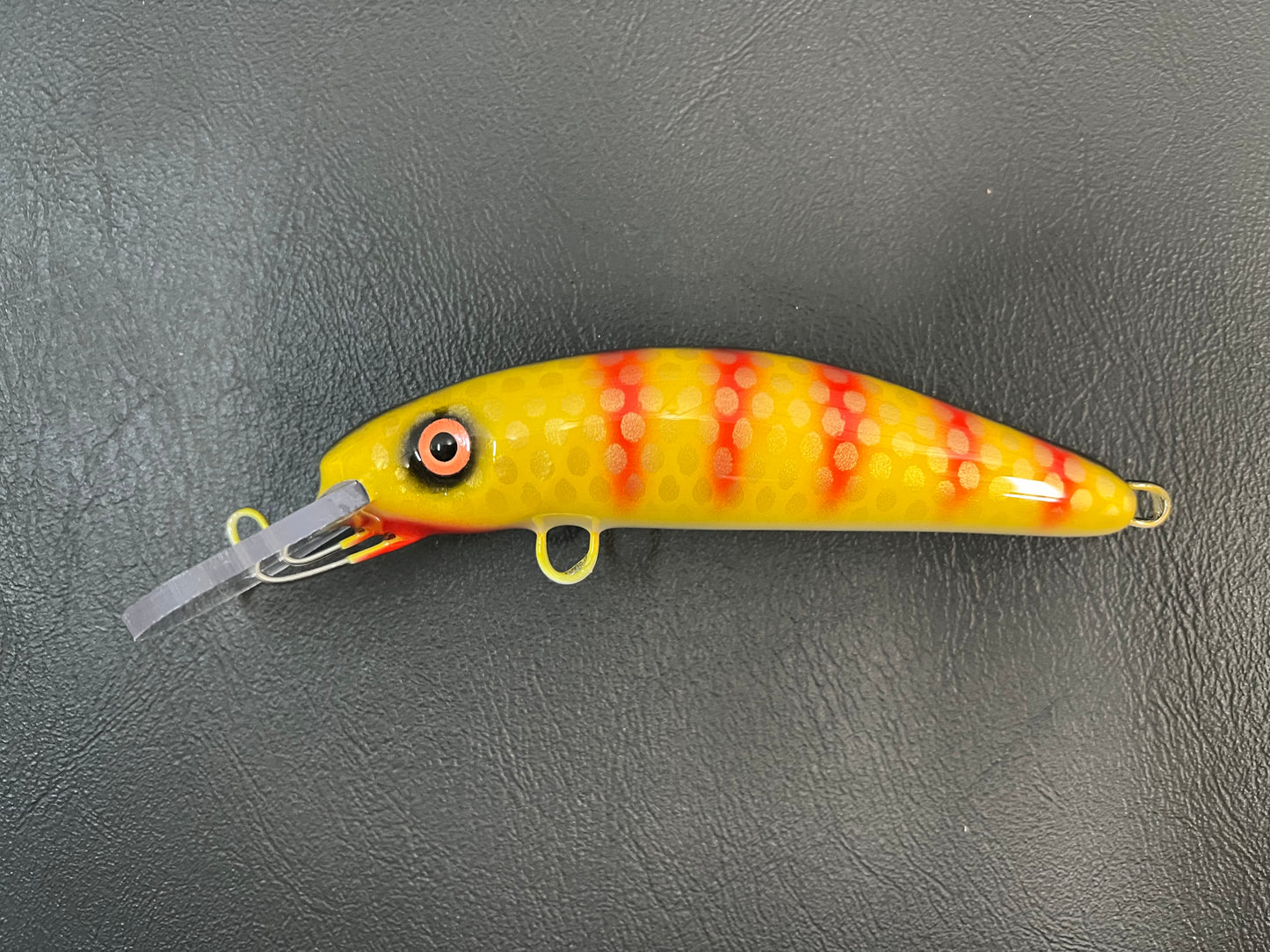 Red Bar Perch - White Belly - 6H