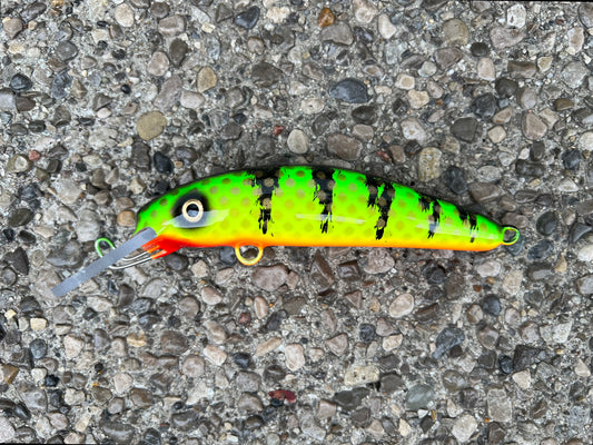 Hot Perch - Orange Belly - 6H