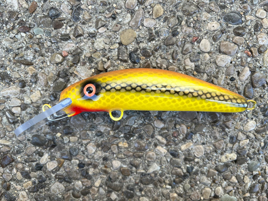 Goldie - Pearl Belly - 6H