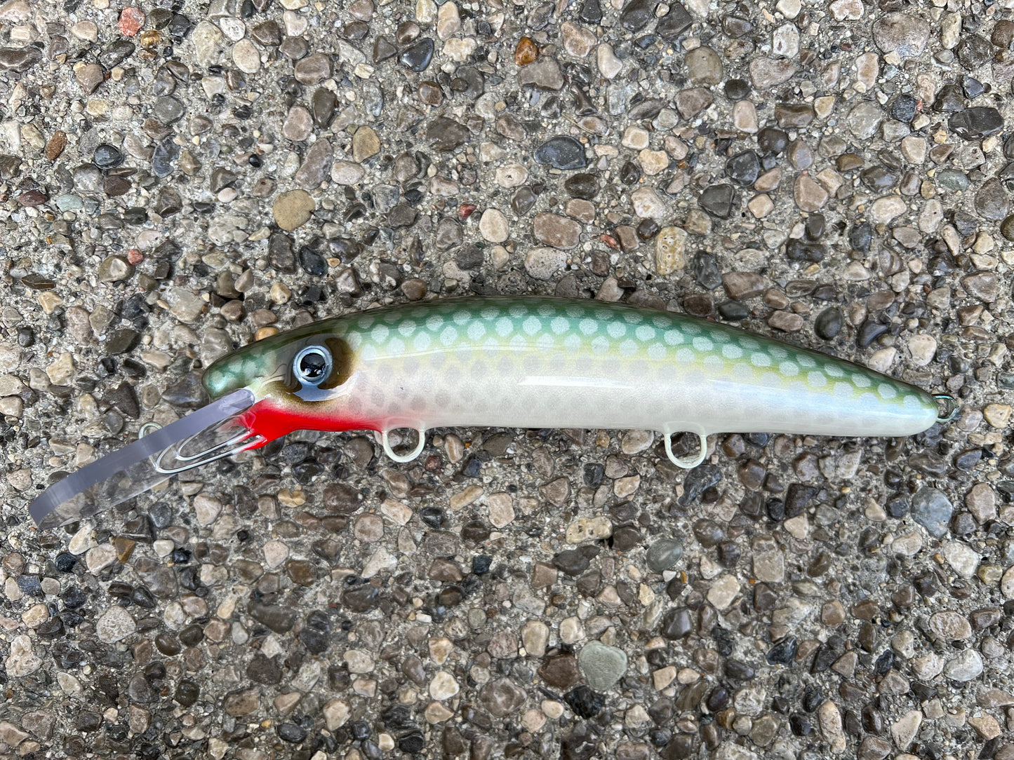 Nipissing Cisco - Pearl Belly - 9H