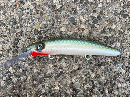 Nipissing Cisco - Pearl Belly - 9H