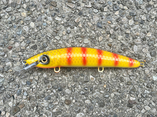 Red Bar Perch - White Belly - 9CP