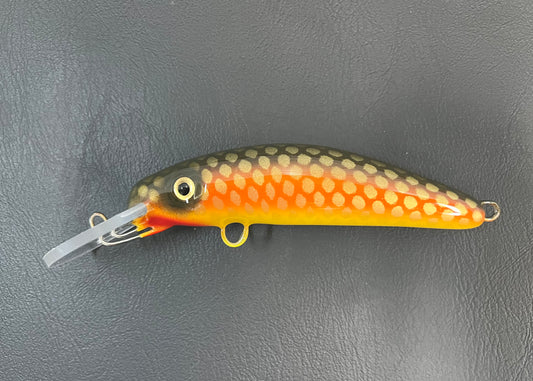 Rock Carp - Yellow Belly - 6H