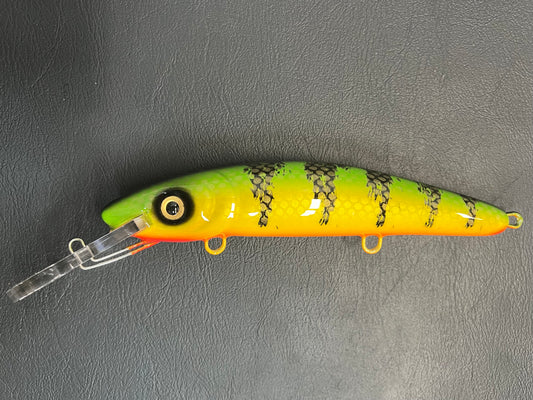 Chalky Perch - Orange Belly - 9H
