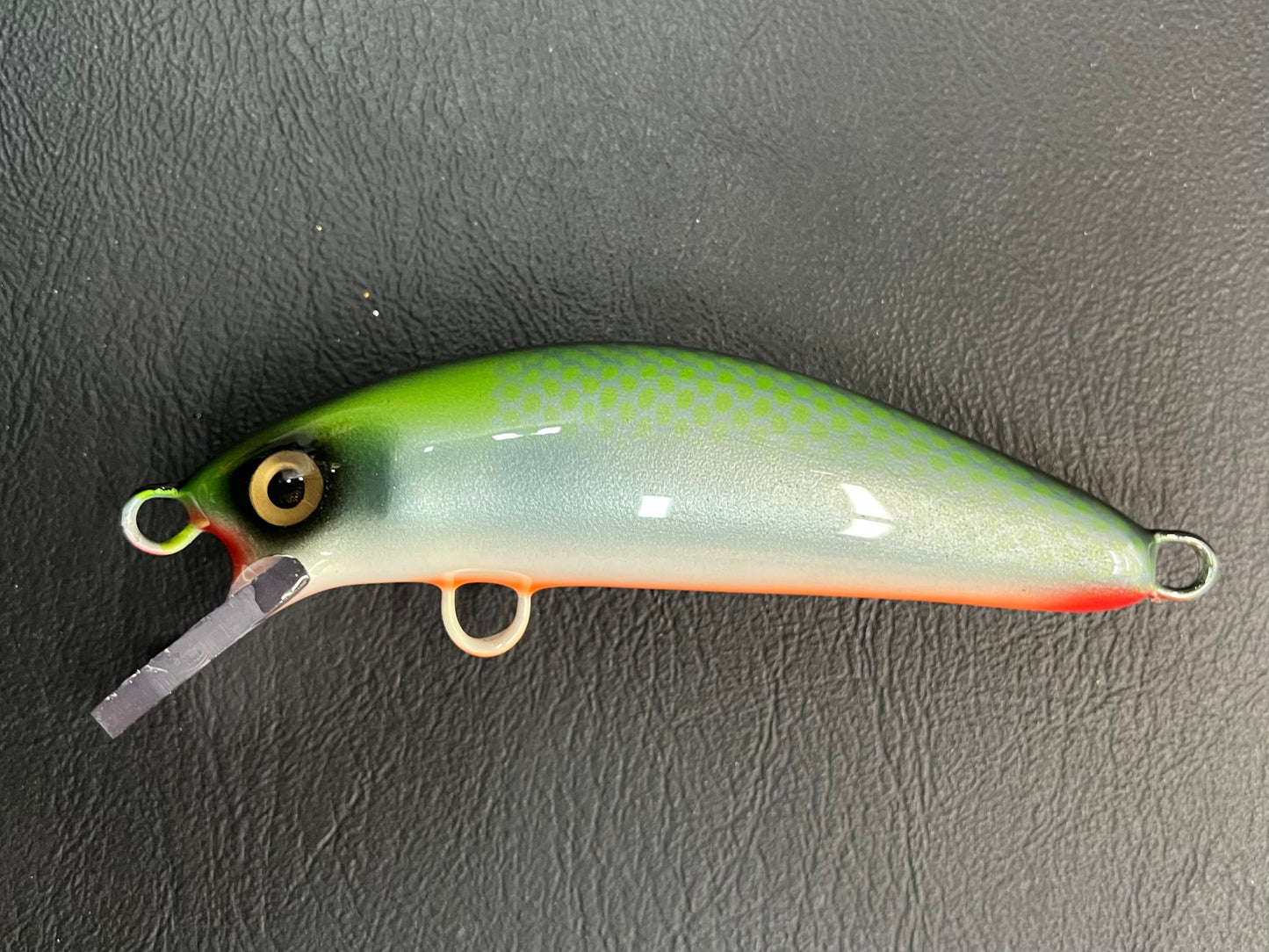 High Back Shiner - Orange Belly - 5SC