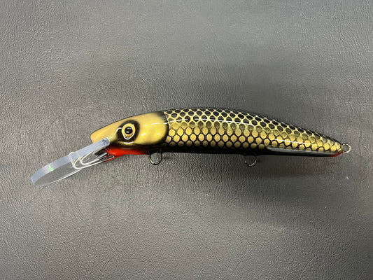 Black & Gold Shiner - Black Belly - 9H