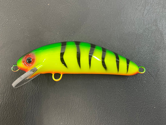 Fire Tiger - Orange Belly - 6SC