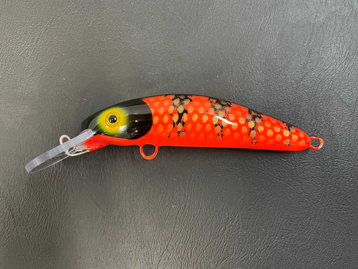 Chewy Louis - Orange Belly - 6H